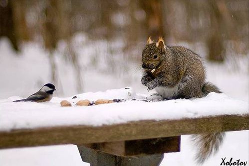 Nature Merveilleuse