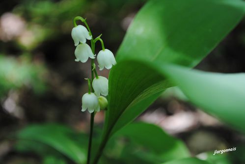 muguet-2011-05-01.jpg