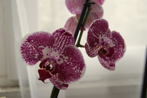 100313 orchidees (9)