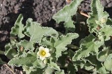 ecbalium--fleur-Mourre-Blanc-sep-2013.jpg