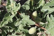 ecbalium--fruit-Mourre-Blanc-sep-2013.jpg