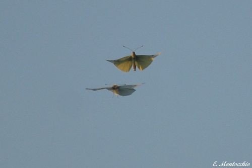 BSCF_1064.jpg
