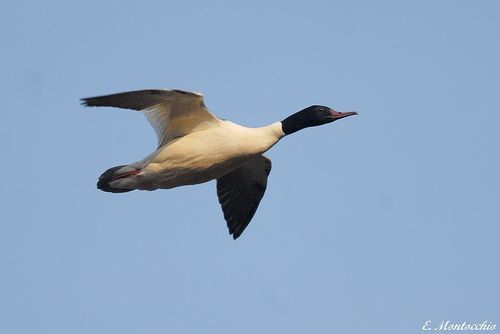 BSCF_3328.jpg