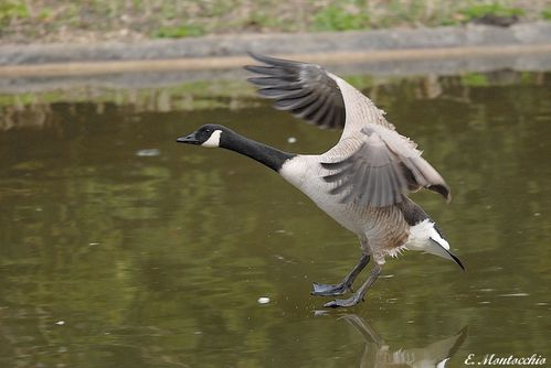 BSCF_4610.jpg