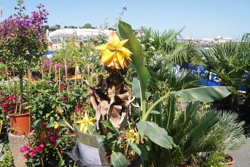 ST-quay-portrieux-fete-des-plantes-058.JPG