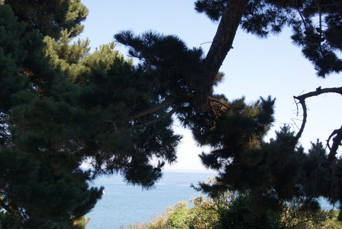 ST-quay-portrieux-fete-des-plantes-101--Copier--copie-1.JPG