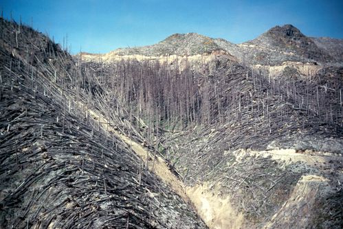 MSH81_blowdown_singe_SFToutle_08-14-81.jpg