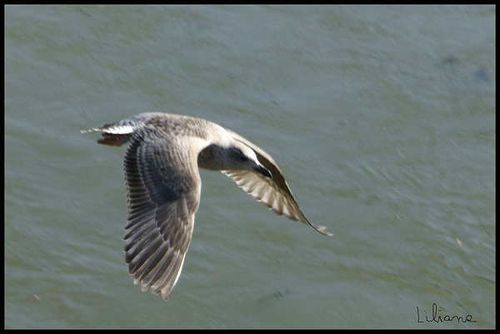 Coucou_mouette-en-vol.jpg