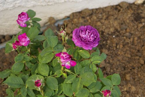 reine-des-violettes-2011-modif.jpg