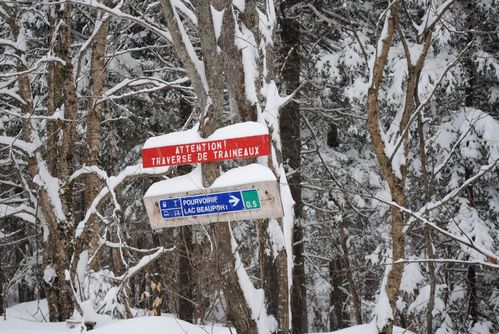 motoneige-et-chiens 0521