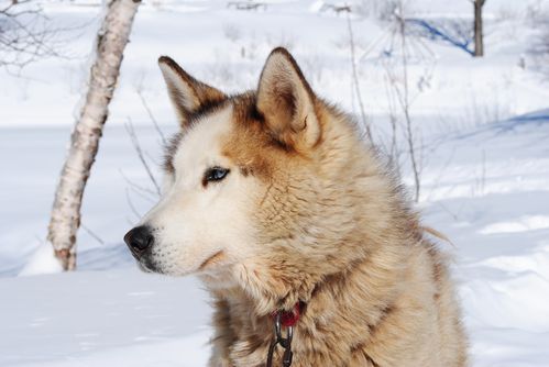 motoneige-et-chiens 0577