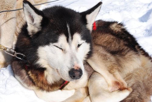 motoneige-et-chiens 0578