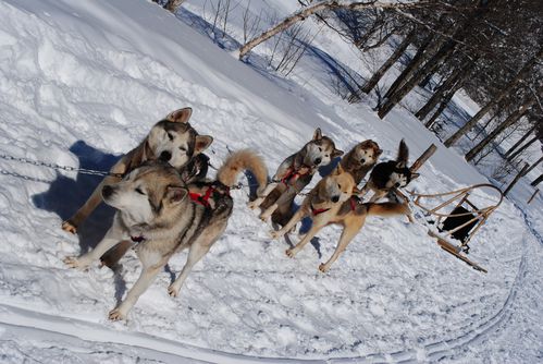 motoneige-et-chiens 0583