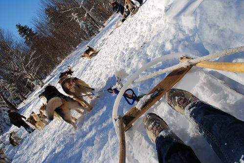 motoneige-et-chiens 0586