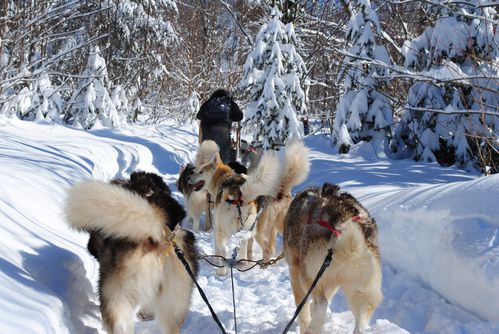 motoneige-et-chiens 0589