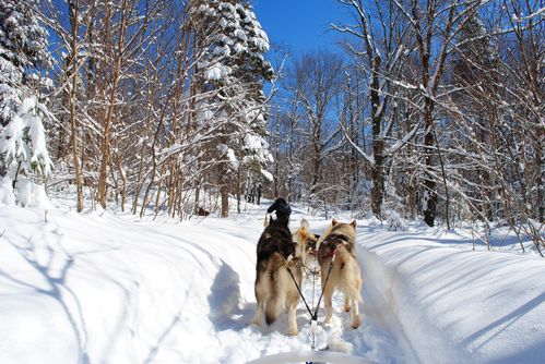 motoneige-et-chiens 0590
