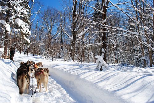 motoneige-et-chiens 0594
