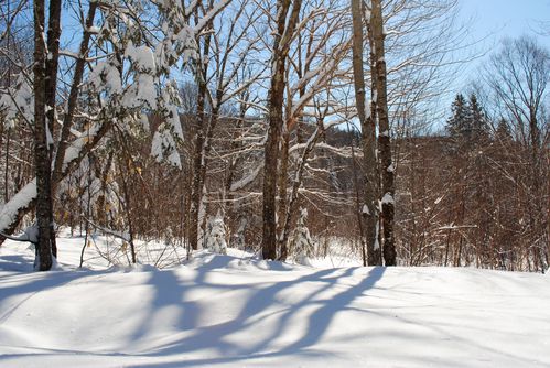 motoneige-et-chiens 0597