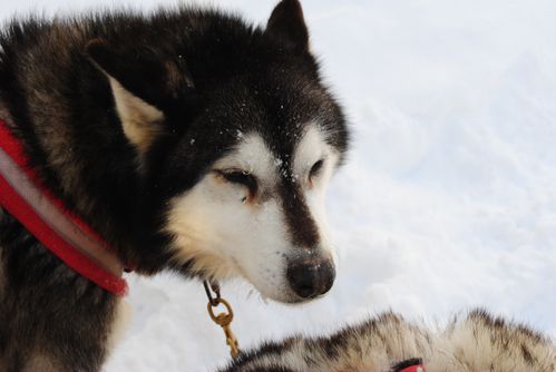 motoneige-et-chiens 0619