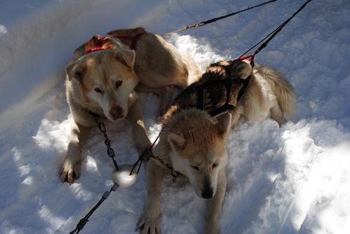 motoneige-et-chiens 0620