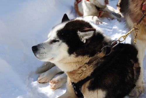 motoneige-et-chiens 0623