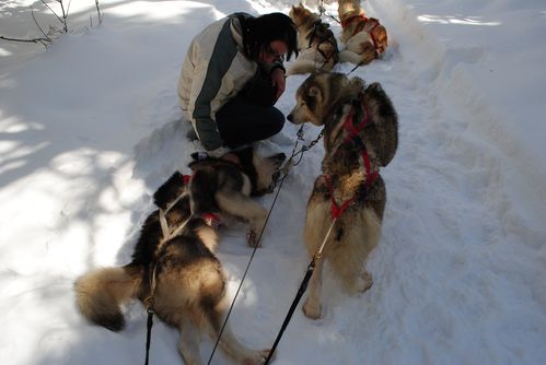 motoneige-et-chiens 0646