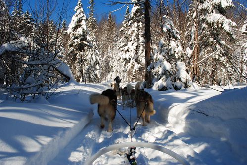 motoneige-et-chiens 0660