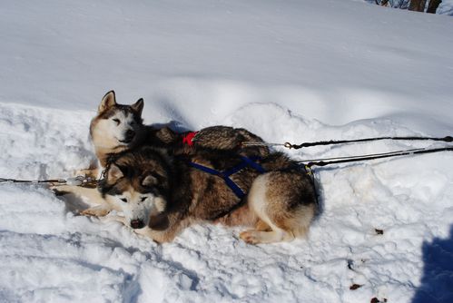 motoneige-et-chiens 0671