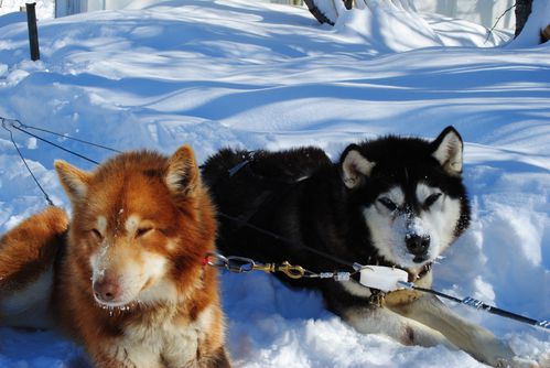 motoneige-et-chiens 0685