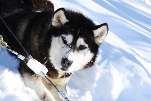 motoneige-et-chiens 0686
