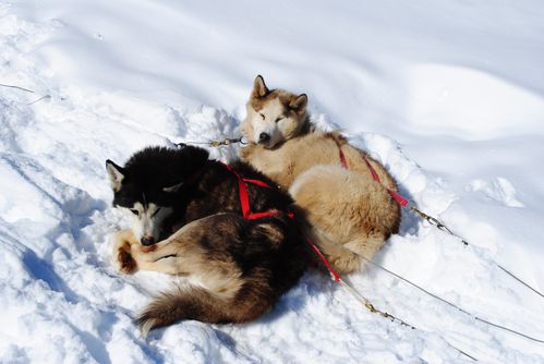 motoneige-et-chiens 0691