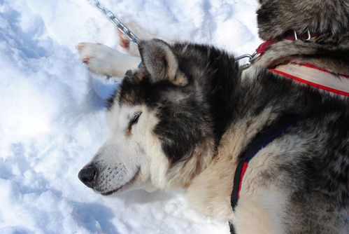 motoneige-et-chiens 0705