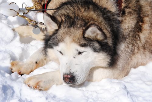 motoneige-et-chiens 0708