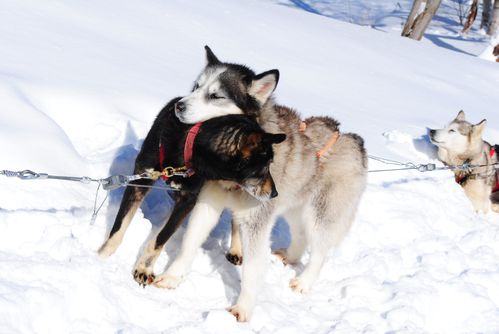 motoneige-et-chiens 0709