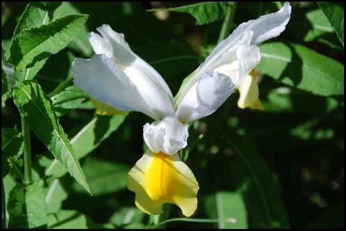 iris blanc -Jean L.