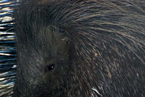 portraitdezoo2.jpg