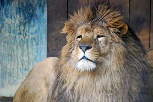portraitdezoo6.jpg