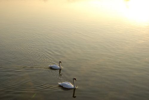 MES-Bardouville-cygnes-Seine-levant-B.jpg