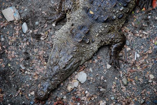 Crocodile-mimetisme.jpg
