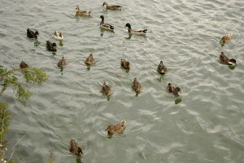 Duclair-canard-B.jpg