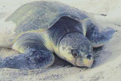 tortue-kemp-2