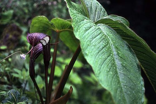 Arisaema_costatum.jpg