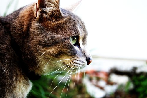 Cachou-chatte-europeenne-tigree-gris-clair--2-.JPG