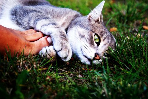 Chat-tigre-gris-clair.JPG