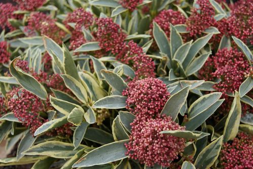 skimmia-japonica--magic-Marlot--a-feuillage-panac-copie-1.JPG