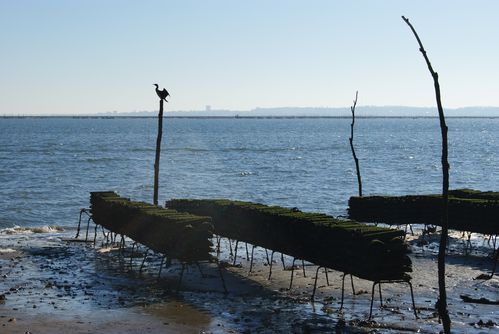 bassin-d-Arcachon--Piraillan-10.1--11-.JPG