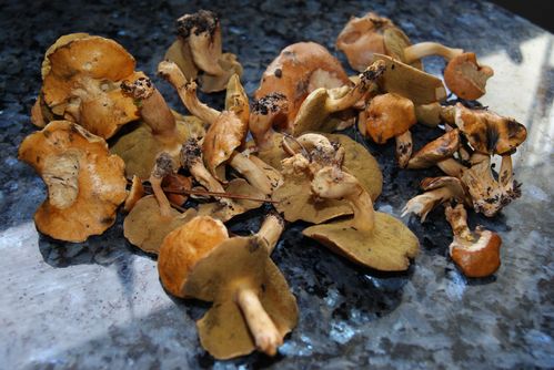 bolets-des-bouviers.JPG