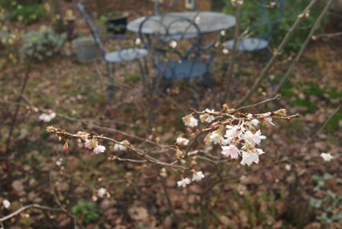 cerisier-du-Japon-30.12--3-.JPG
