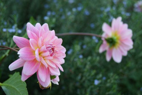 dahlia-Gerrie-Hoek--10-.JPG