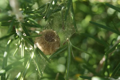 nid-cocon-argiope-frelon--3-.JPG